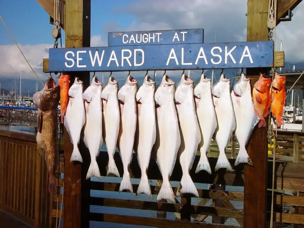 Seward Alaska Fishing Trip